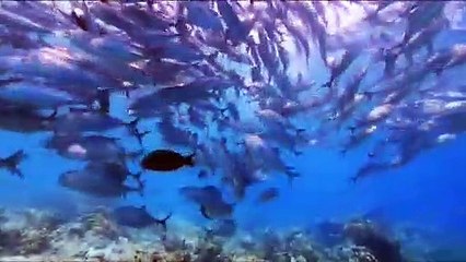 Sabah Unity Movement