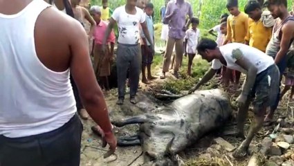 ग्राम चकवा बुजुर्ग में 25 फुट बोरिंग के अंदर गिरी गाय, गंभीर रूप से हुई घायल
