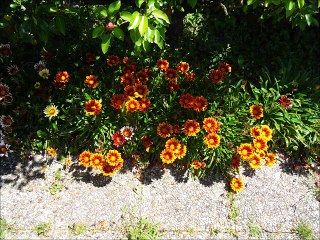 Quelques fleurs