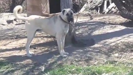 ANADOLU COBAN KOPEGi BAHCEDE CAN SIKINTISI - ANATOLiAN SHEPHERD DOG at GARDEN