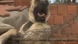 BiR DEV MiSALi KOCA KAFA DiSi ANADOLU COBAN KOPEGi - FAMELA ANATOLiAN SHEPHERD DOG