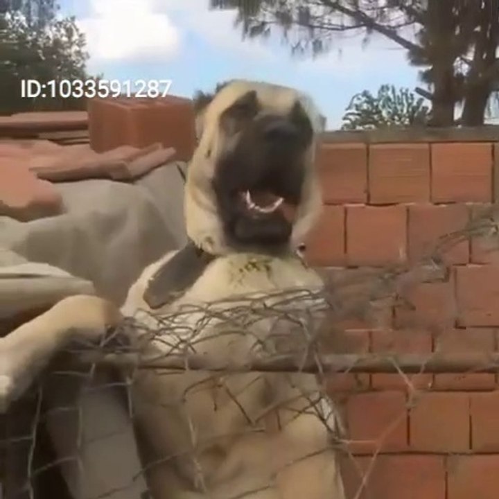 BiR DEV MiSALi KOCA KAFA DiSi ANADOLU COBAN KOPEGi - FAMELA ANATOLiAN SHEPHERD DOG