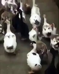 Duck walks differently