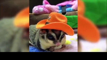 Flying - Funny & Cute Compilation animal video