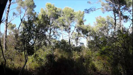 Forêt saccagée à La Londe(83)