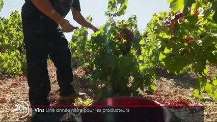 Viticulture : une année noire pour les producteurs