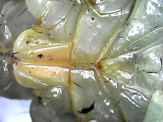 Zoom 1000X : Kalajengking kutuan   ❓