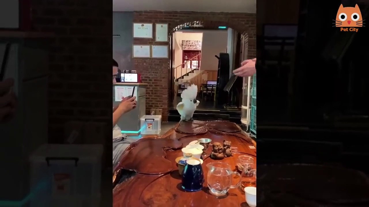 21  Trate de no reírse - Videos divertidos de gatos y perros