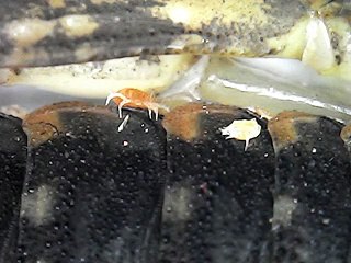 Zoom 1000X : Kutunya kalajengking |Anjay...