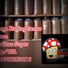 Harga Bibit Jamur Tiram Sleman, wa.  0857 3018 3106, TERBAIK..!!!
