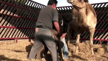 Rare Arabian camel calf born in Peru's desert