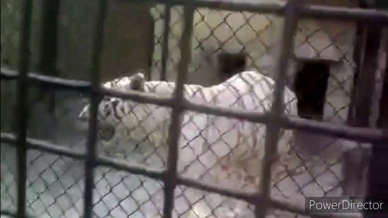 White Tiger