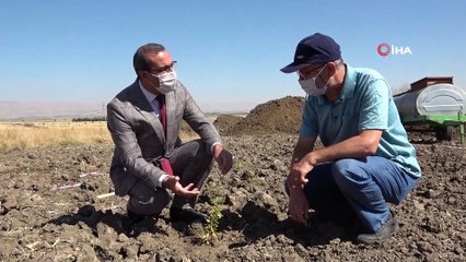 MŞÜ’de “Goji Berry” yetiştiriciliği