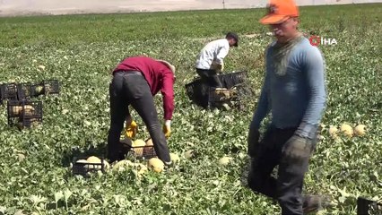 Adilcevaz’ın bal kavununun hasadına başlandı