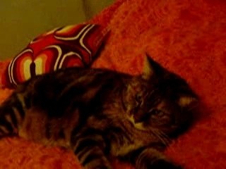 Starlette joue encore