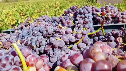 Çanakkale’de üzüm hasadı başladı