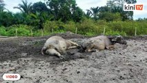 Mowgli Malaysia bersedih, puluhan kerbau mati mengejut