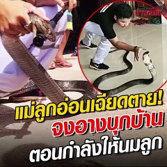 Khaosod - ข่าวสด  21 ชม.  ·  ผวาจงอางบุก!! พุ่งใส่ แม่กำลังให้นมลูกน้อย แทบช็อกเข้ามาทำอะไร!!