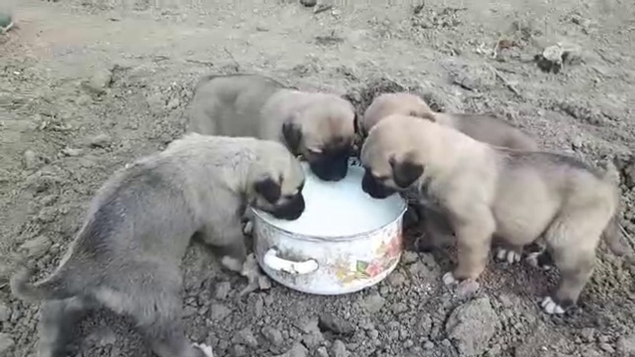 ANADOLU COBAN KOPEGi YAVRULARINA SABAH KAHVALTISINDA SUT - SHEPHERD DOG PUPPiES MiLK at BREAKFEAST