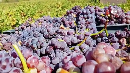 Çanakkalede üzüm hasadı başladı