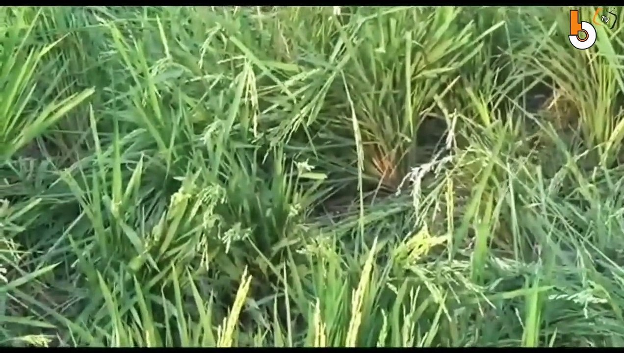 SOPIR NGANTUK, MINIBUS TERJUN KE SAWAH