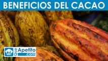 8 propiedades y beneficios del cacao | QueApetito