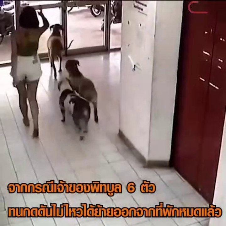 เค้ก จอดรถหลับริมถนน พร้อมพิตบูล 3 ตัว