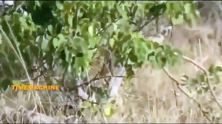 Leopard Over, Power By, Impala During ,A Fight For Hunting
