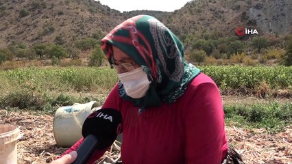 40 derecelik sıcağın altında soğan hasadı