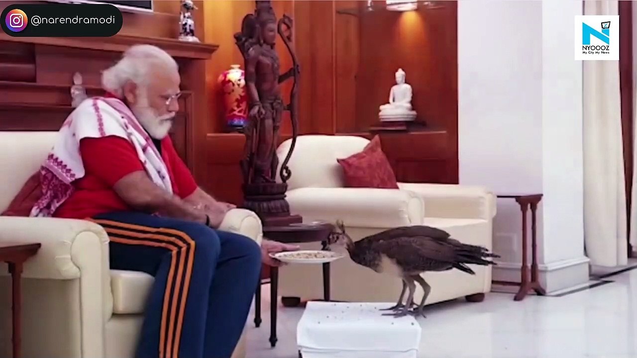 Save your life because PM busy with peacocks:  Rahul Gandhi’s dig at PM Modi over rise in COVID cases