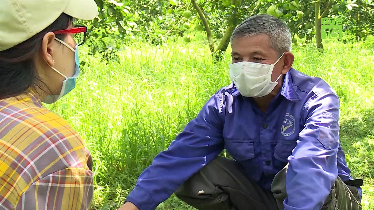 Giải pháp chăm sóc vườn bưởi dưới thời tiết cực đoan | Khởi nghiệp 709