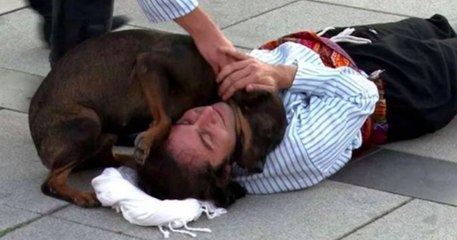 Ce chien errant interrompt un spectacle de rue pour réconforter un acteur qui fait semblant d'être blessé