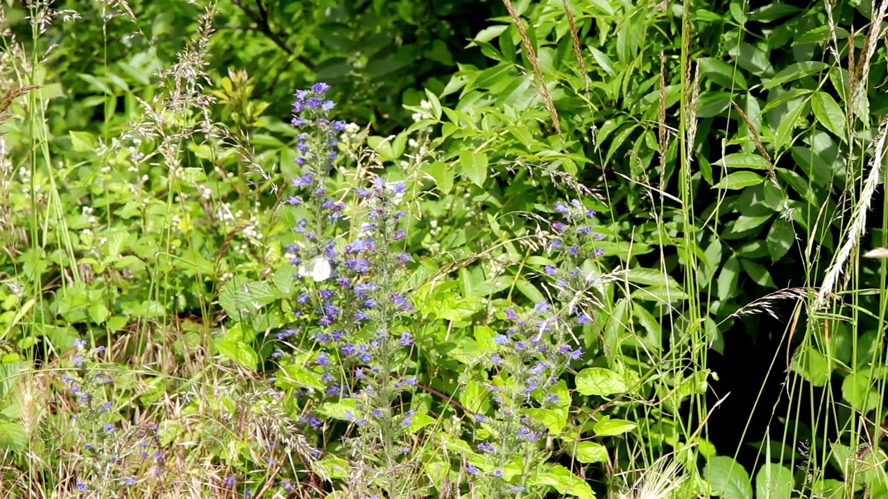 Des hommes et des plantes "Le monde aérien des plantes" - épisode 10