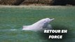Hong Kong retrouve ses dauphins blancs grâce au calme lié à la pandémie