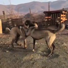 KARA ASLANLARDAN KURDA ANTREMAN - ANAOLiAN SHEPHERD DOGS