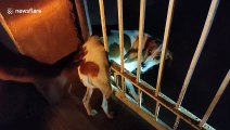 Dog rescued after becoming stuck in school gate in southern India