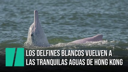 Los delfines blancos vuelven a las aguas de Hong Kong tras la reducción del tráfico por la COVID-19