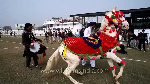 Horse dancing to the rhythm of dhol- Only in India