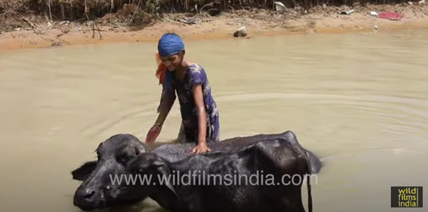 Little village girl washes her huge buffalo in canal: Only in India, boys share canal with buffalos
