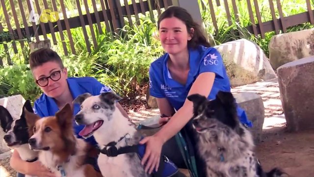 Dog Leads Fight To Save Koalas From Australian Bushfires
