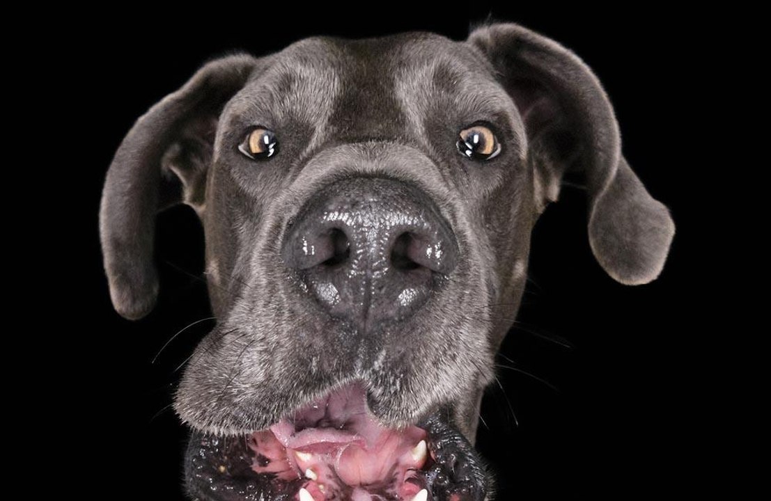 Keep your hair on...the funniest dogs wearing wigs