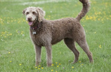 Labradoodles are actually mostly poodle
