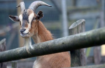 Goat filmed causing chaos for police