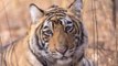 Women groped Tiger's testicles while posing for photos