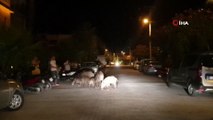 Domuzlar Marmaris'i mesken tuttu