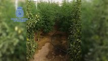 Detenidas cuatro personas tras desarticular una plantación de marihuana en Cádiz