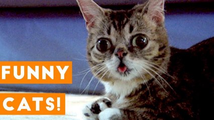 [PETS FOR KIDS] Ultimate TNTL Cats _ Funny Pet Videos