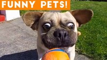 Funniest Pets & Animals of the Week Compilation June 2018 _ Hilarious Try Not to Laugh Animals Fail