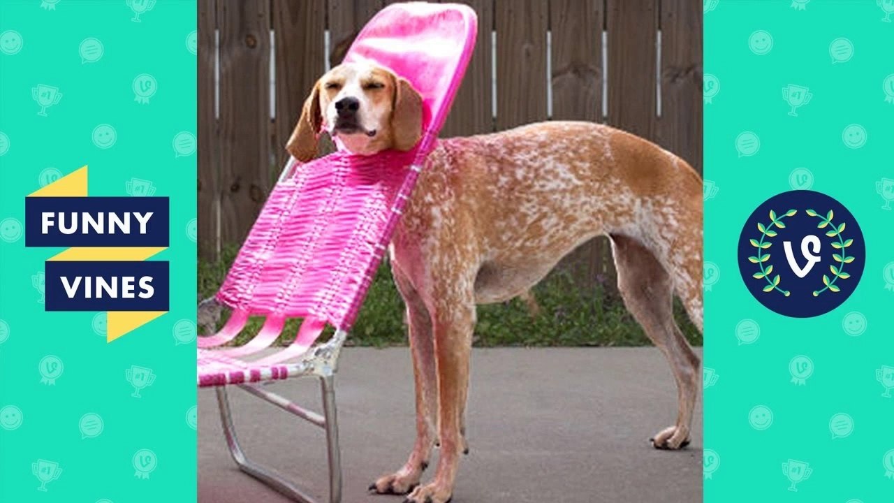 Try Not To Laugh or Grin - Funny Animals Fails Compilation 2017 _ Funny Vines