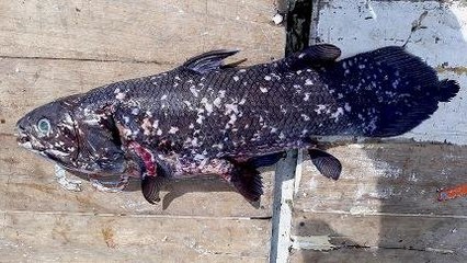 Ikan Zaman Purba Dari Sulawesi Terancam Polusi Laut
